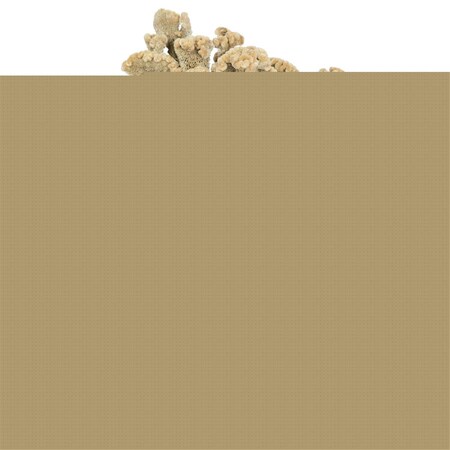 Vickerman 18-24 in. Cream Dried Celosia Coxcomb 4 oz Bunch H4CEC000